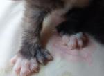 Poly Thumbelina of Sarah - Polydactyl Cat For Sale - WI&comma; US