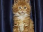 Candy - Maine Coon Cat For Sale - Los Angeles&comma; CA&comma; US