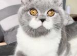 Queen Bee - British Shorthair Cat For Sale - Los Angeles&comma; CA&comma; US