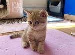 Leon - British Shorthair Cat For Sale - New York&comma; NY&comma; US