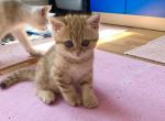 Leon - British Shorthair Cat For Sale - Brooklyn&comma; NY&comma; US