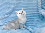 Scottish silver chinchilla straight kittens - Scottish Straight Cat For Sale - Thornton&comma; CO&comma; US