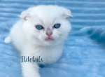 Silver Scottish fold kittens - Scottish Fold Cat For Sale - Thornton&comma; CO&comma; US
