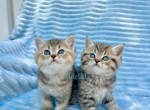 Scottish Straight kittens - Scottish Straight Cat For Sale - Thornton&comma; CO&comma; US