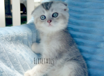 Silver Scottish fold male kitten - Scottish Fold Cat For Sale - Thornton&comma; CO&comma; US