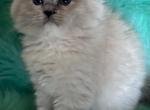 Daisy - Ragdoll Cat For Sale - Bushnell&comma; FL&comma; US