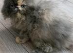 CFA Blue tortie persian kitten - Persian Cat For Sale - Woodburn&comma; IN&comma; US