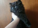 Dutch female long hair selkirk straight coat - Selkirk Rex Cat For Sale - Iva&comma; SC&comma; US