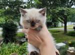 Pointed male selkirk straight coat - Selkirk Rex Cat For Sale - Iva&comma; SC&comma; US