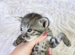 Rhett Silver Spotted Savannah Kitten - Savannah Cat For Sale - Sunbury&comma; OH&comma; US