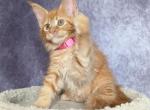 Nelly - Maine Coon Cat For Sale - Staten Island&comma; NY&comma; US