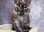 Nikolas - Maine Coon Cat For Sale - Staten Island&comma; NY&comma; US