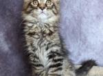 Nelson - Maine Coon Cat For Sale - Staten Island&comma; NY&comma; US