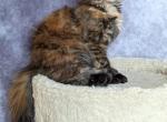Nastya - Maine Coon Cat For Sale - Staten Island&comma; NY&comma; US