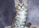 Natasha - Maine Coon Cat For Sale - Staten Island&comma; NY&comma; US