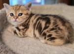 Luiza - Scottish Straight Cat For Sale - Holland&comma; PA&comma; US