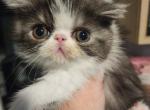 Camie's female - Exotic Cat For Sale - Conroe&comma; TX&comma; US