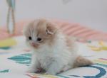 Cream bicolor Highland Fold girl - Scottish Fold Cat For Sale - Spokane&comma; WA&comma; US