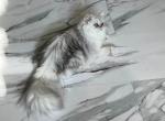 Sterling CFA and TICA Registered - Persian Cat For Sale - Iron Station&comma; NC&comma; US
