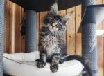 Yuji - Maine Coon Cat For Sale - Hollywood&comma; FL&comma; US
