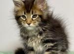 Emilia Polydactyl - Maine Coon Cat For Sale - Miami&comma; FL&comma; US