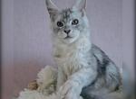Flint Polydactyl - Maine Coon Cat For Sale - Miami&comma; FL&comma; US