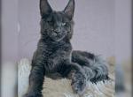 Ilon - Maine Coon Cat For Sale - Miami&comma; FL&comma; US