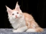 Warna - Maine Coon Cat For Sale - Miami&comma; FL&comma; US