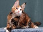 Mirell - Maine Coon Cat For Sale - Miami&comma; FL&comma; US