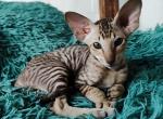 Oliver - Peterbald Cat For Sale - Pembroke Pines&comma; FL&comma; US