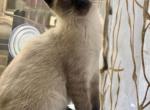 Bonya - Siamese Cat For Sale - New York&comma; NY&comma; US