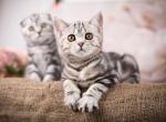 Dacota - Scottish Straight Cat For Sale - Brooklyn&comma; NY&comma; US