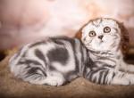 Eric - Scottish Fold Cat For Sale - Brooklyn&comma; NY&comma; US