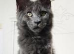 Blue dream - Maine Coon Cat For Sale - Brooklyn&comma; NY&comma; US