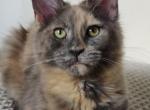 Sweet Berry - Maine Coon Cat For Sale - Brooklyn&comma; NY&comma; US