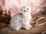 Elvis - Scottish Straight Cat For Sale - Brooklyn&comma; NY&comma; US