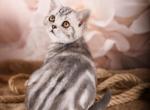 Ernie - Scottish Straight Cat For Sale - Brooklyn&comma; NY&comma; US
