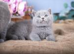 Flower - British Shorthair Cat For Sale - Brooklyn&comma; NY&comma; US