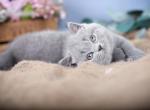 Flipper - British Shorthair Cat For Sale - Brooklyn&comma; NY&comma; US