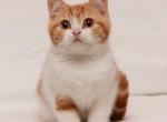 Amber - British Shorthair Cat For Sale - Brooklyn&comma; NY&comma; US