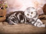 Ervin - Scottish Fold Cat For Sale - Brooklyn&comma; NY&comma; US