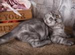 Eva - Scottish Fold Cat For Sale - Brooklyn&comma; NY&comma; US