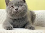 Zefir - Scottish Straight Cat For Sale - Brooklyn&comma; NY&comma; US