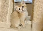 British golden male kitten - British Shorthair Cat For Sale - Thornton&comma; CO&comma; US