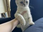Ria - British Shorthair Cat For Sale - Jacksonville&comma; FL&comma; US