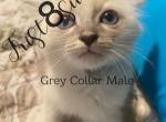 Summer Siamese Lynx Litter - Siamese Cat For Sale - Bridgeport&comma; CT&comma; US