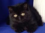 Pit - Exotic Cat For Sale - Norwalk&comma; CT&comma; US