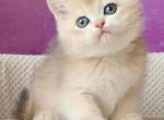 Alex - British Shorthair Cat For Sale - Brooklyn&comma; NY&comma; US
