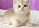 Atos - British Shorthair Cat For Sale - Brooklyn&comma; NY&comma; US