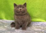 Dimash - British Shorthair Cat For Sale - Brooklyn&comma; NY&comma; US
